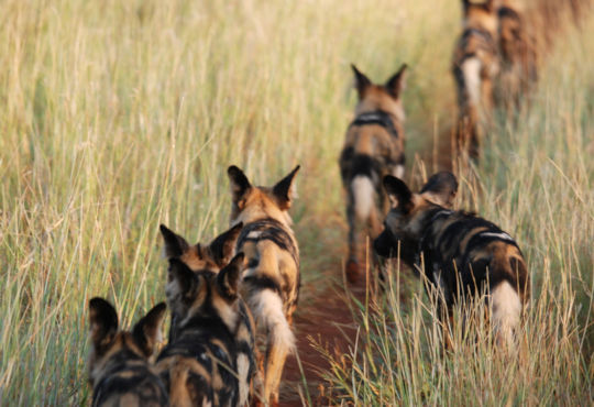 Afrikaanse wilde honden iin Zuid Afrika