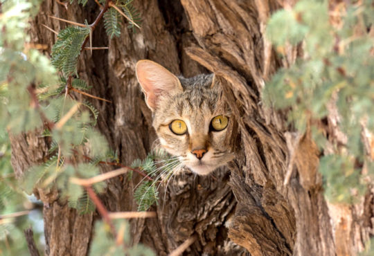 Afrikaanse wilde kat in de Kgalagadi verborgen tussen bladeren