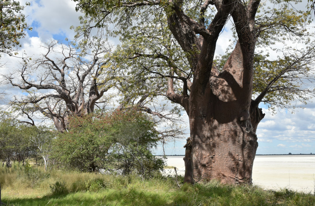 Baines Baobab bomen in het Nxai Pans National Park