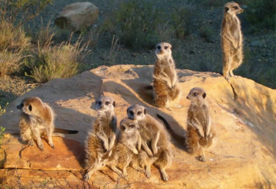 Bezoek aan meerkat familie tijdens reis naar Zuid Afrika