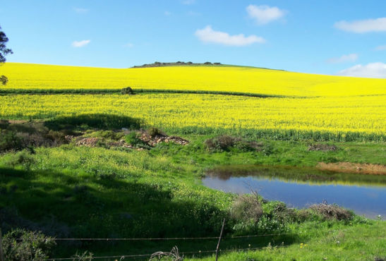 Boerenlandschap in Zuid-Afrika