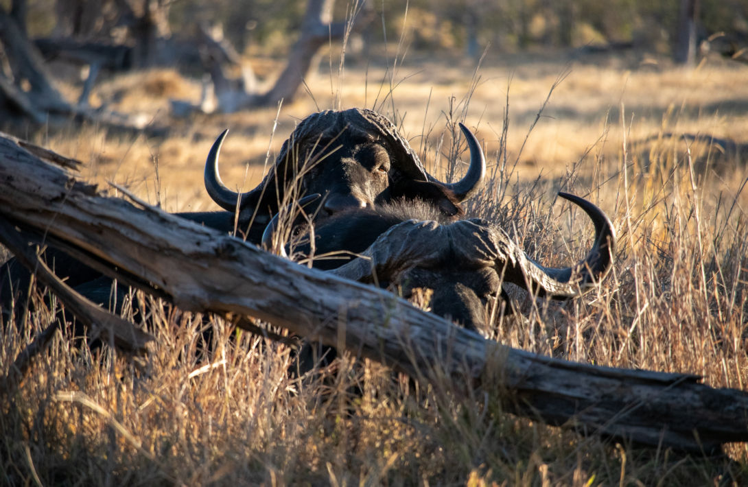 Buffels in het gras in het Moremi Reservaat in Botswana