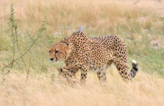 Cheeta tijdens self drive in Botswana