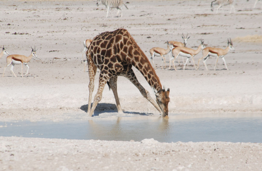 Drinkende giraf in het Etosha National Park in Namibië