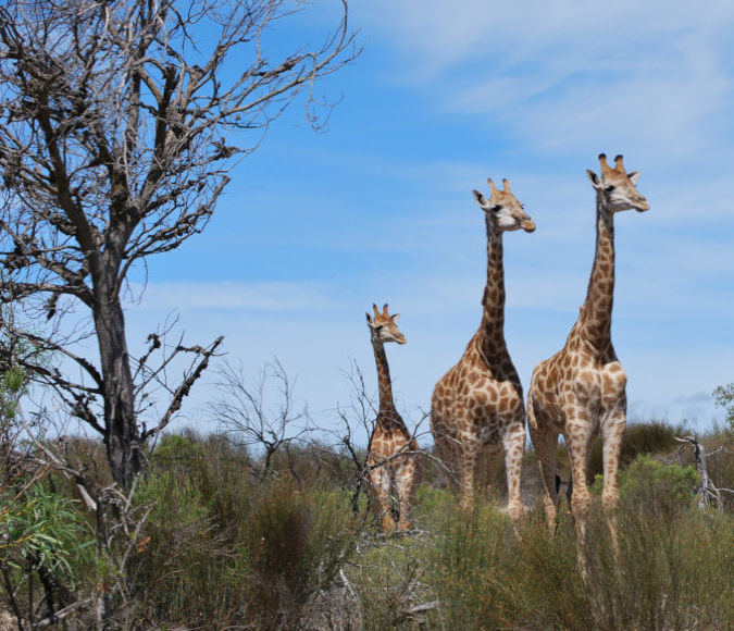 Giraffen in Addo Elephant Park in Zuid Afrika