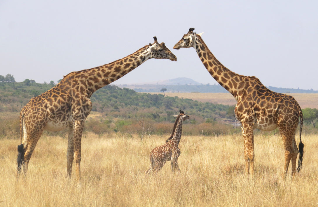 Giraffen met kalfje in de Masai Mara