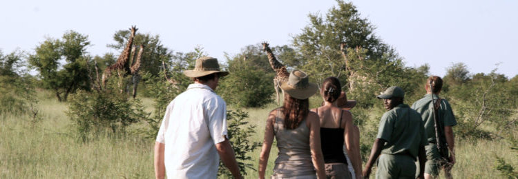 Giraffen tijdens een wandelsafari in het Kruger Park in Zuid Afrika