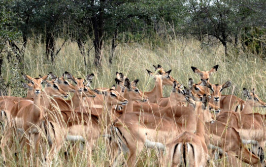 Groepreizen Afrika - reis in een klein gezelschap