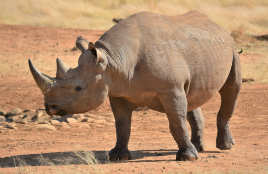 Herdenk neushoorns tijdens World Rhino Day