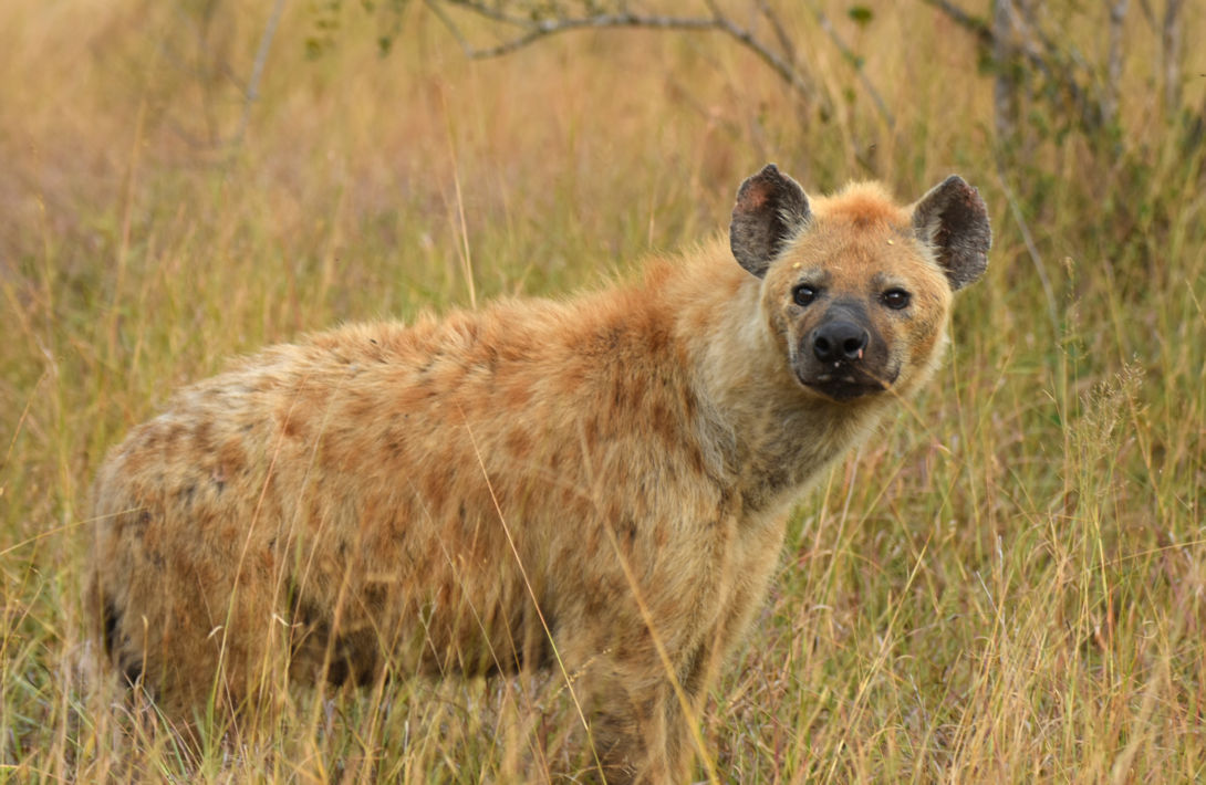 Je ontmoet wilde dieren zoals hyena's tijdens een safari in Zuid-Afrika