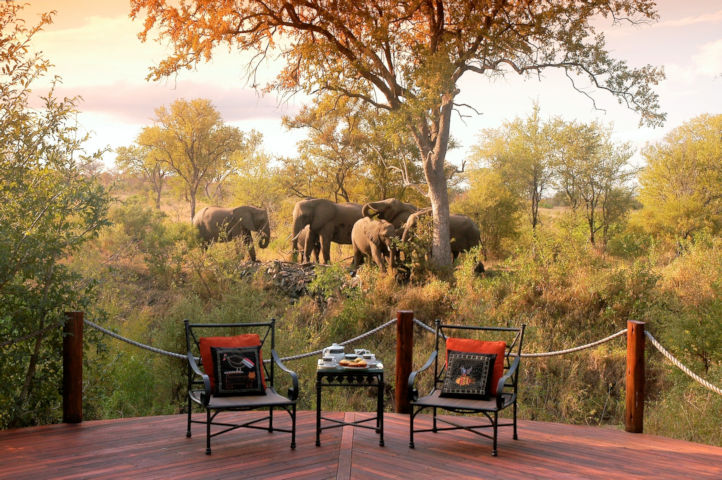 Kudde olifanten bij prive wildreservaat Zuid Afrika