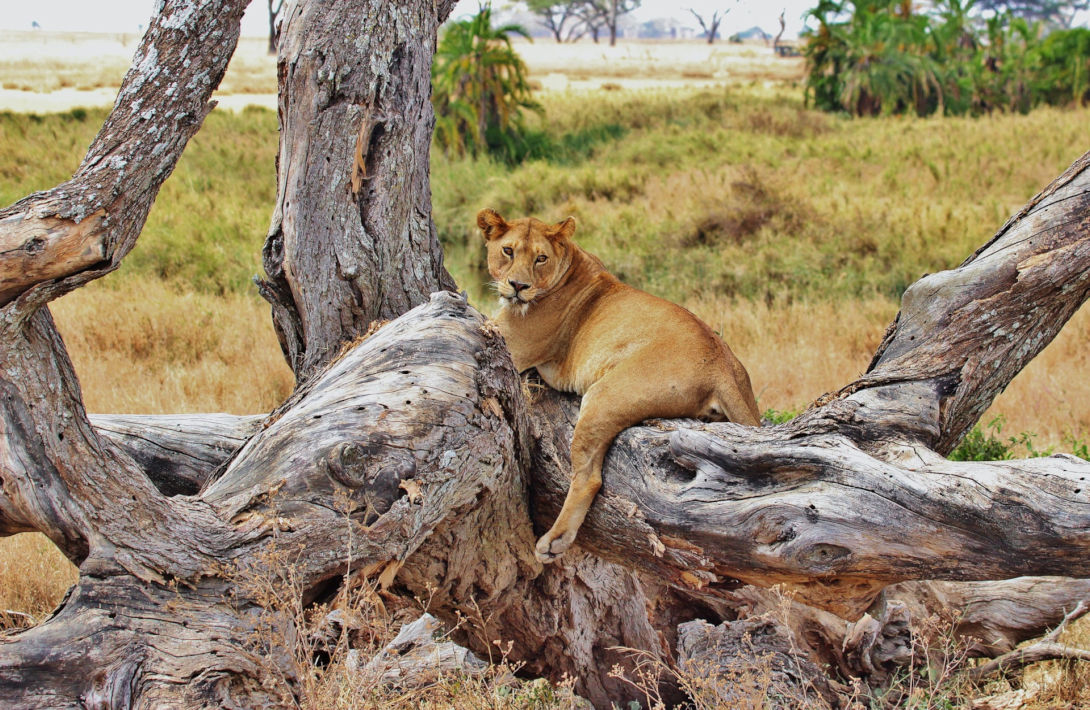 Leeuw in de Serengeti
