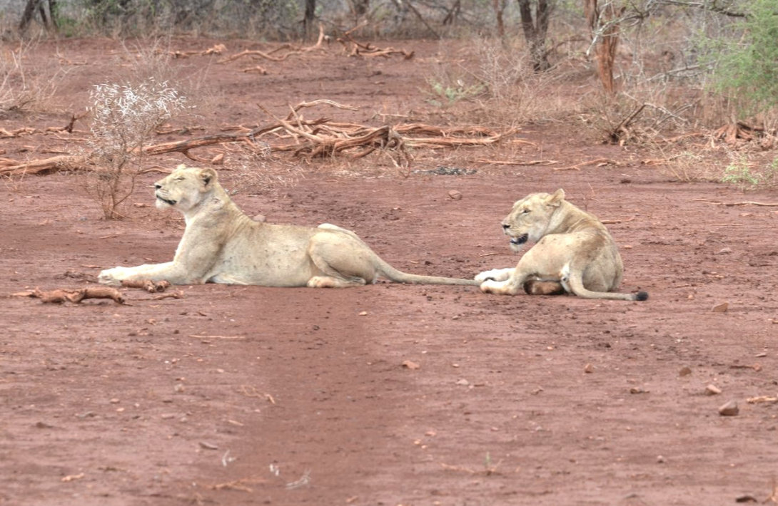 Leeuwen tijdens droogte in het Kruger Park