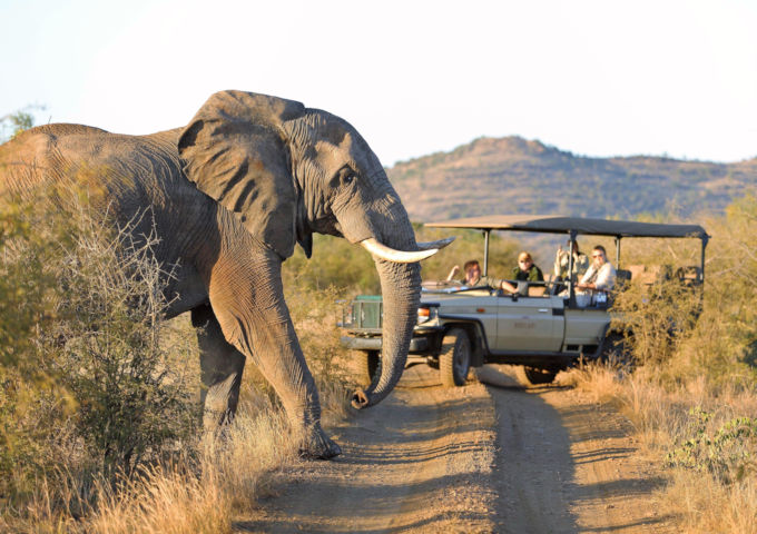 Olifant tijdens safari in open voertuig in Zuid-Afrika