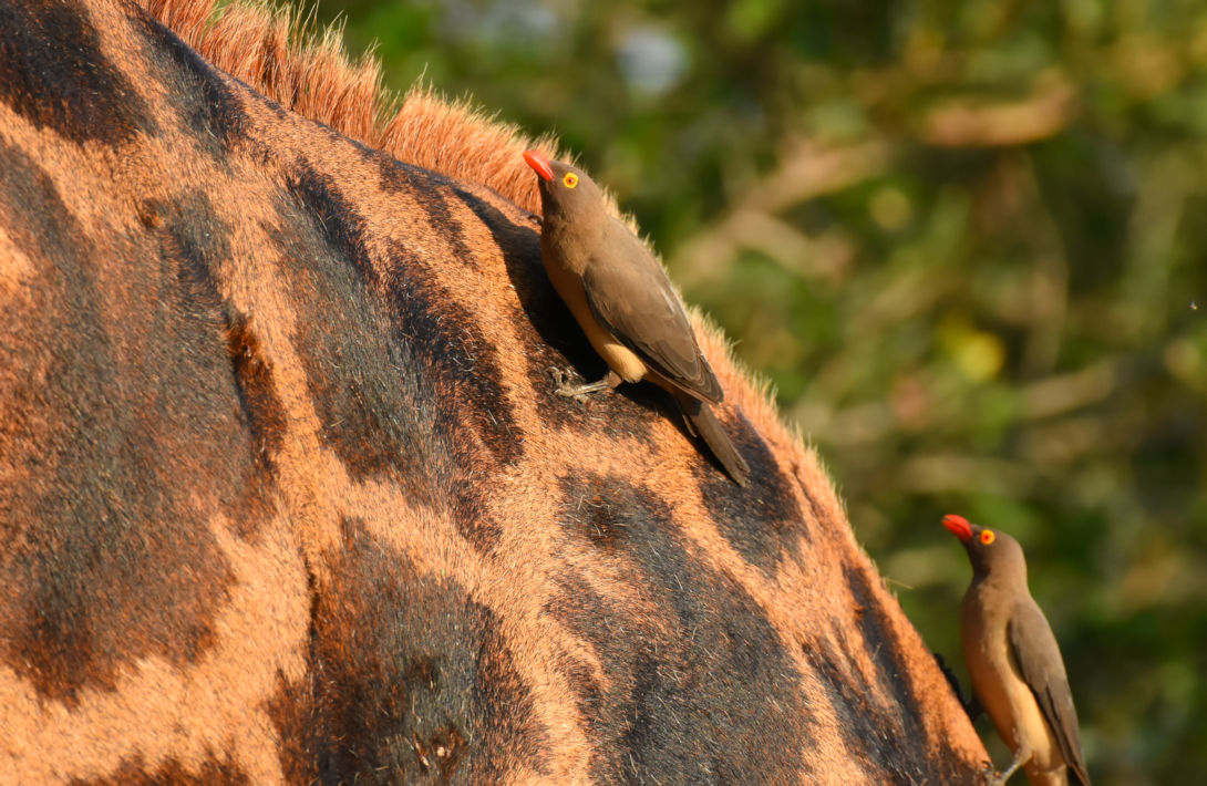 Ossenpikkers op de rug van een giraf