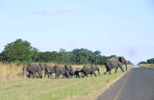 Overstekende olifanten in Botswana