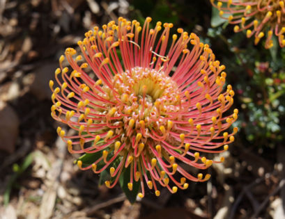 Protea bloem in Zuid-Afrika