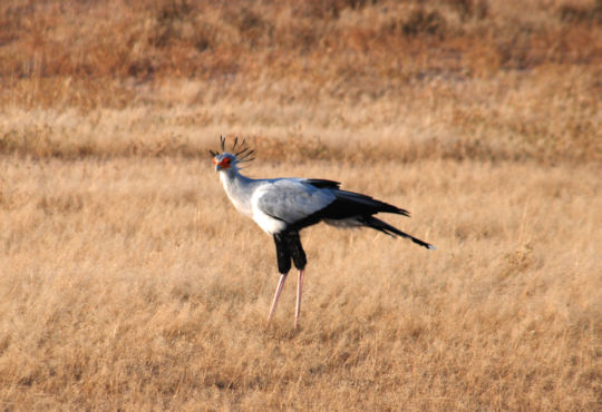 Secretarisvogel in de Kgalagadi
