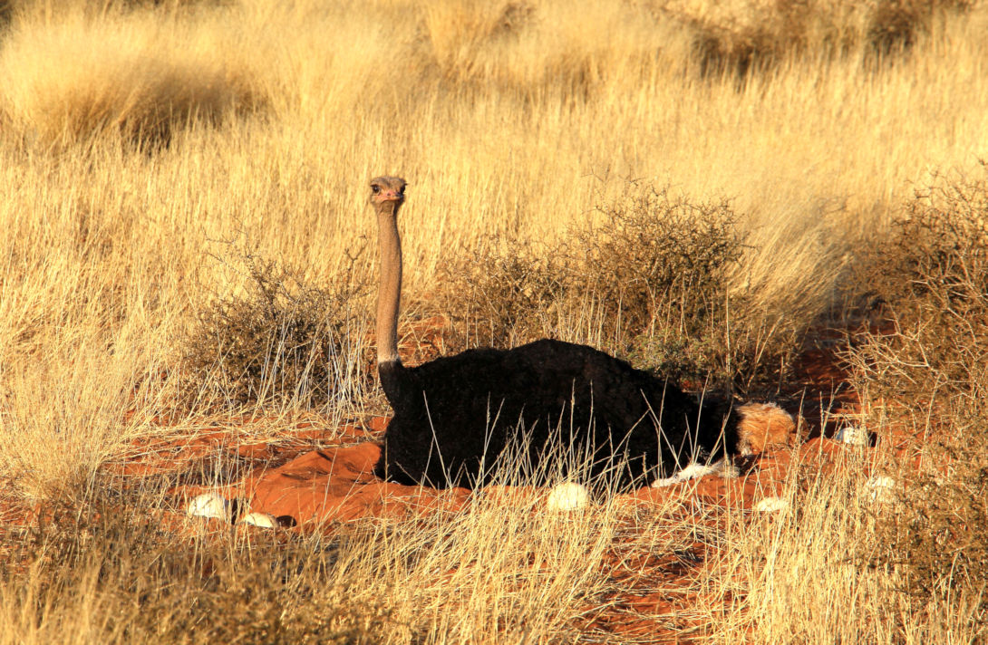 Struisvogel in het Central Kalahari Reserve