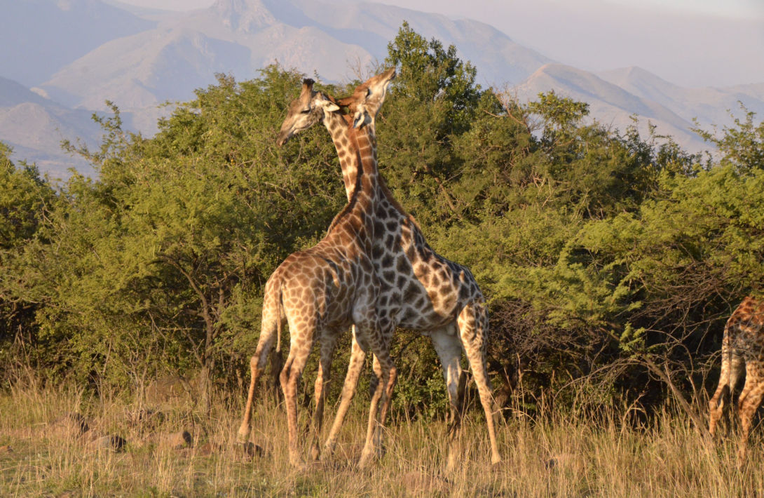 Vechtende giraffen tijdens safari in Zuid Afrika