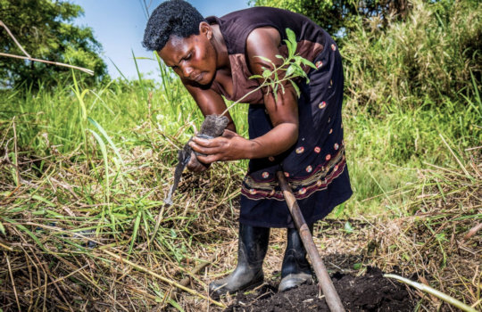 Vrouw die boom plant in Afrika