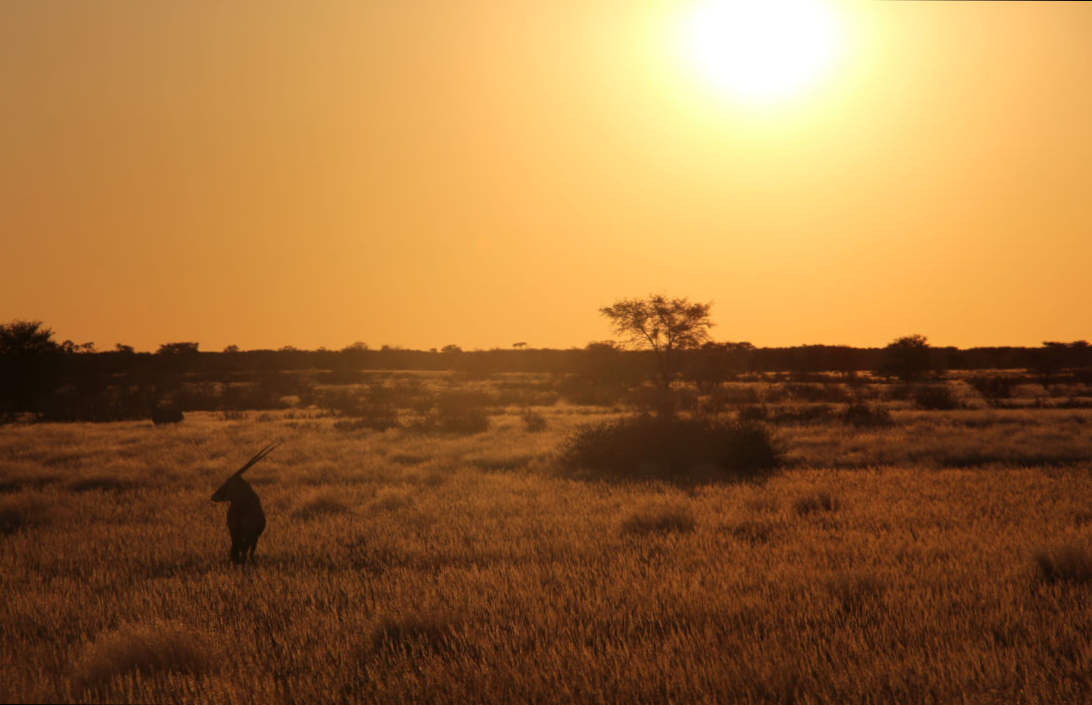 Avond in de Kalahari