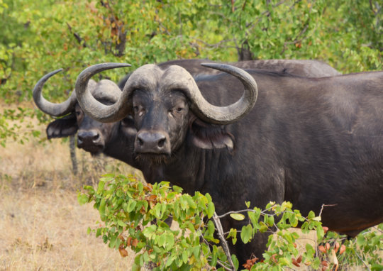 Buffels in privé wildpark in Zuid-Afrika
