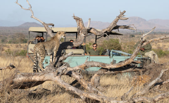 Cheeta tijdens safari in Zuid Afrika 1