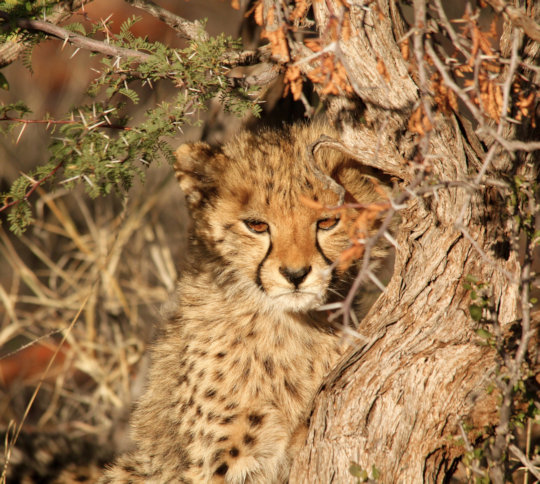 Cheeta tijdens safari in Zuid Afrika