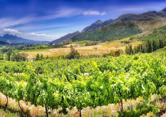 De Wijnlanden in Zuid-Afrika