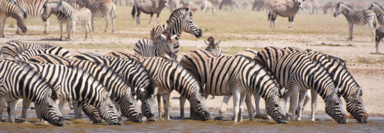 Drinkende zebras in Etosha National Park in Namibie