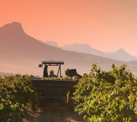 Druivenoogst in de Wijnlanden in Zuid Afrika