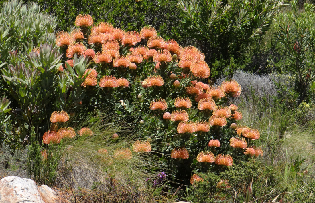 Fynbos op Tafelberg