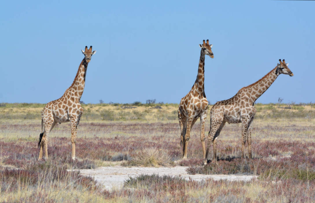 Giraffen in Etosha