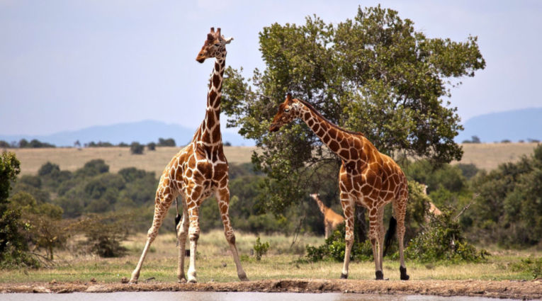 Giraffen in de Masai Mara in Kenia