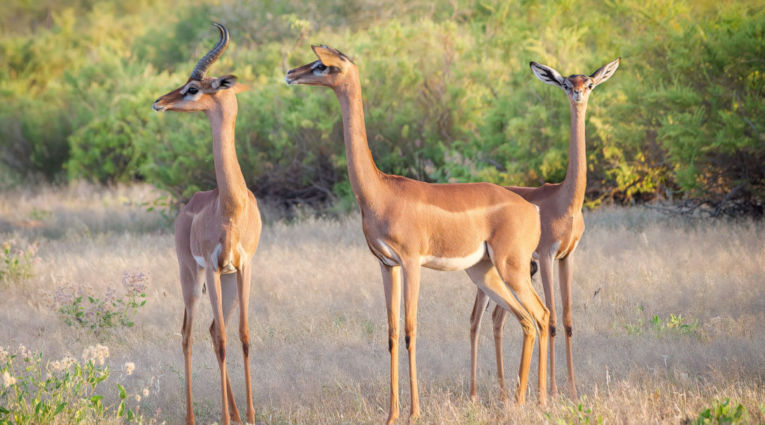 Girafgazellen in Samburu National Park in Kenia