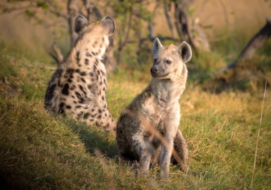 Hyenas tijdens safari bij prive reservaat in Zuid Afrika 1