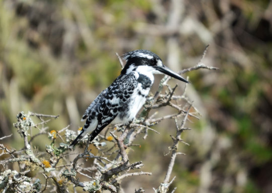 IJsvogel bij meer van St. Lucia in Zuid Afrika