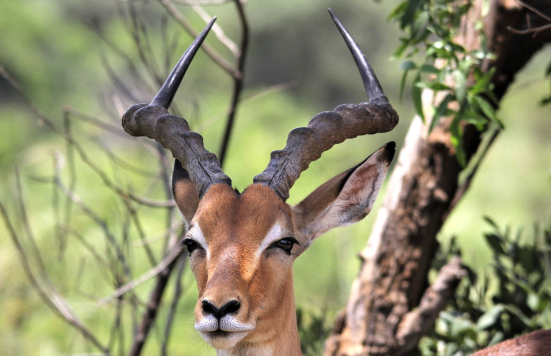 Impala in Pilanesberg National Park