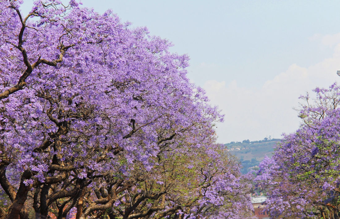 Jacarandas in Pretoria