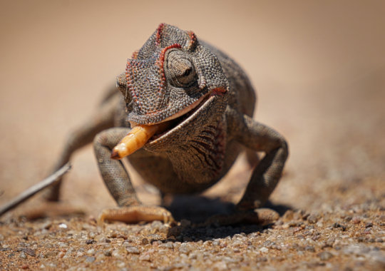 Kameleon in de woestijn van Namibie