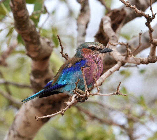 Kleurrijke vogel in het Welgevonden wildreservaat in Zuid-Afrika