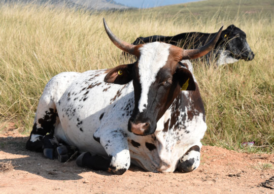 Koeien langs de kant van de weg in Swaziland