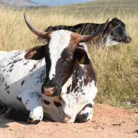 Koeien langs de weg in Swaziland