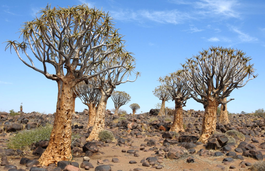 Kokerbomen bij Fish River Canyon