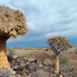 Kokerbomen in Namibie