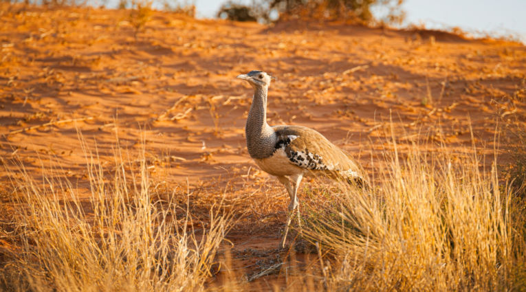 Korhaan in de Kalahari woestijn in Namibië