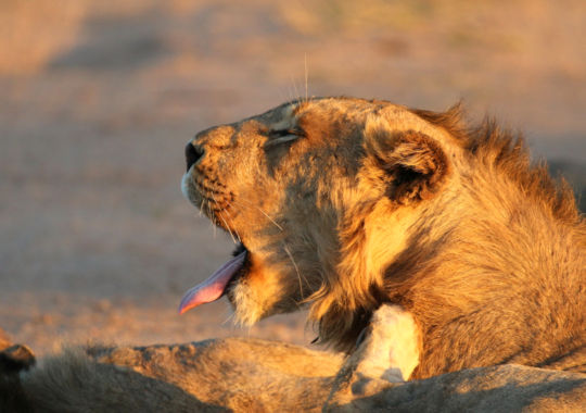 Kruger Park - gapende leeuw in avondlicht