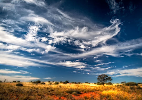 Landschap in de Kalahari woestijn