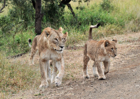 Leeuwen in het Kruger Park